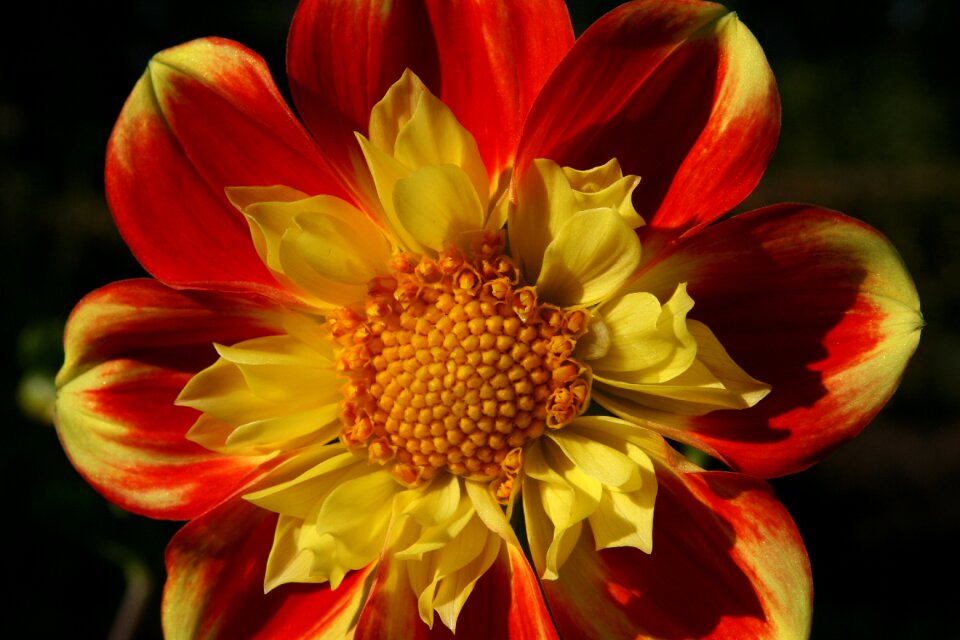 Red yellow petals