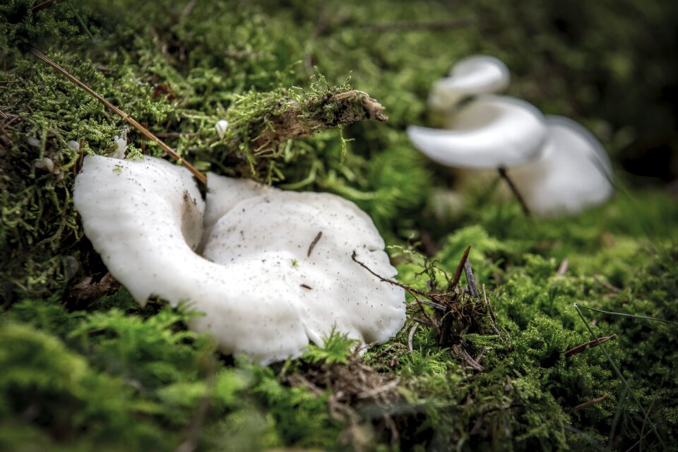 Funnel-ling mushroom forest floor