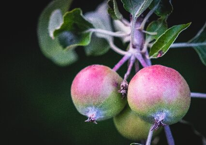 Growth tree bush photo