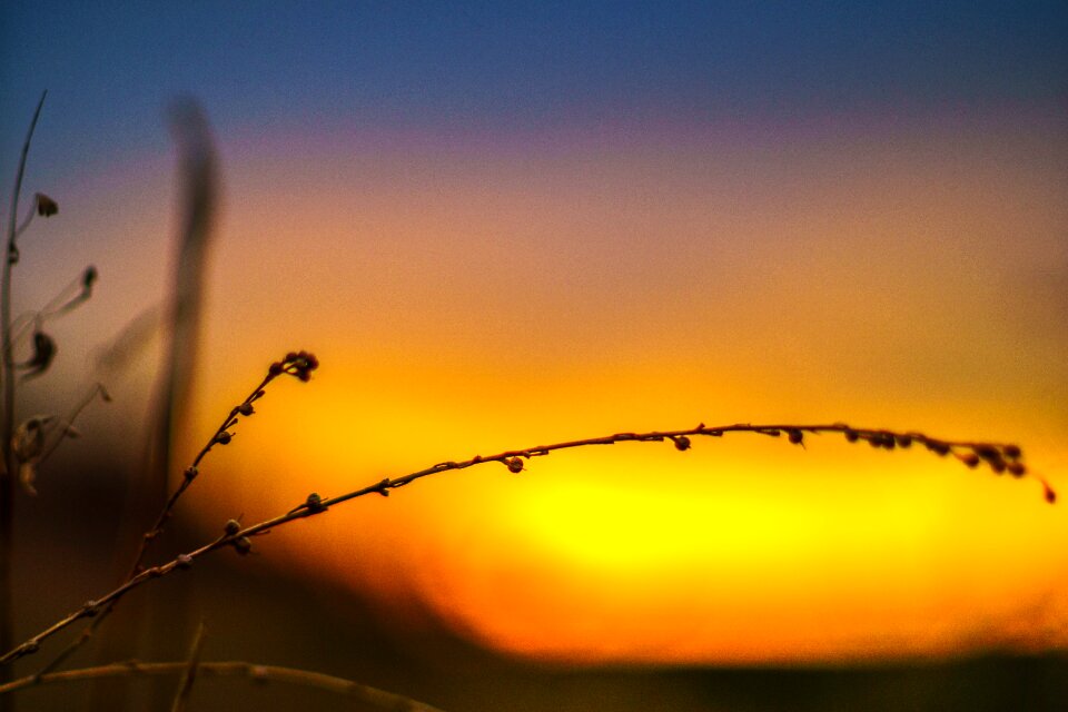 Landscape dusk branch