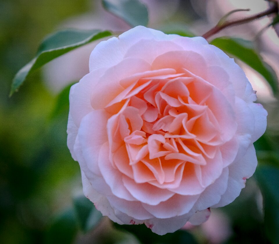 Bloom nature macro
