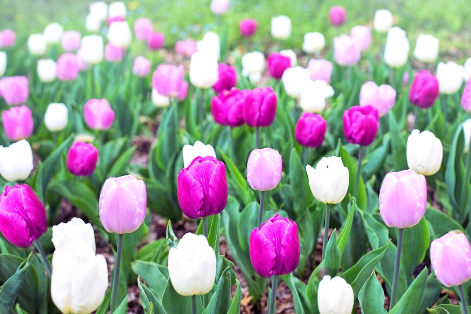 White spring flowers