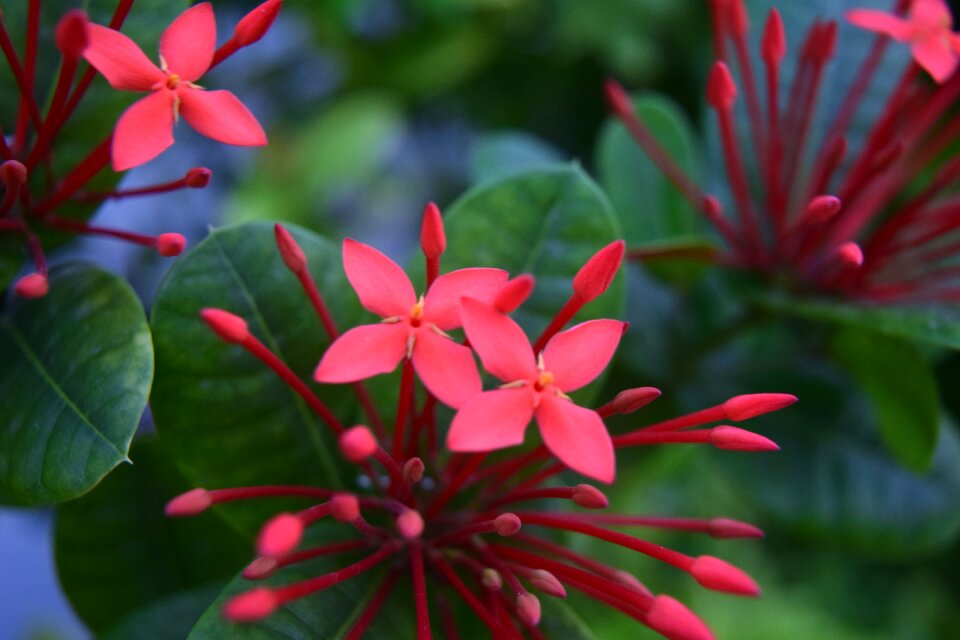 Star nature garden