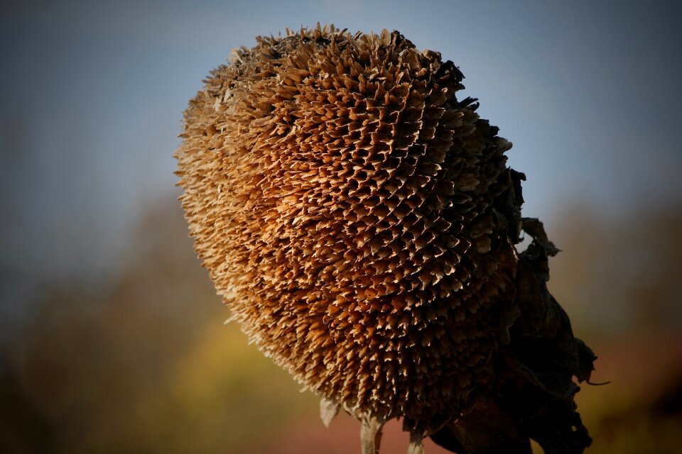 Faded sunflower dry