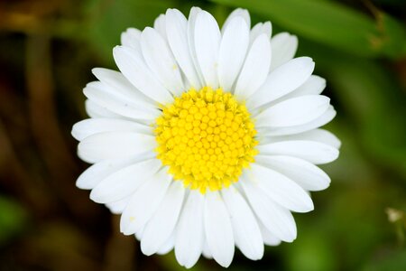 Garden summer daisy photo