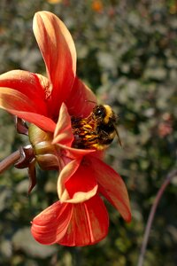 Flora bumblebee bug photo
