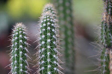 Nature desert plants of colombia