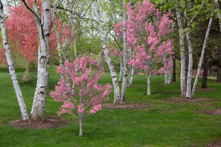Blossoms nature birch trees