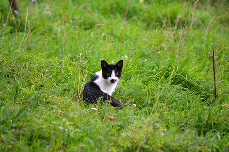 Curious look grass