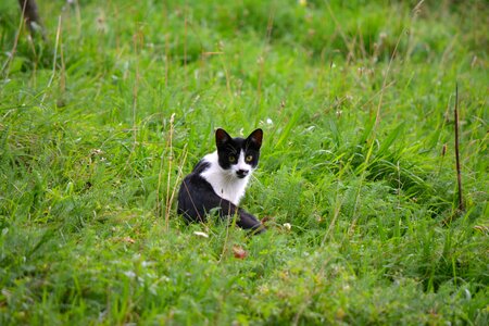 Curious look grass photo