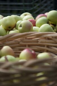 Autumn vitamins healthy