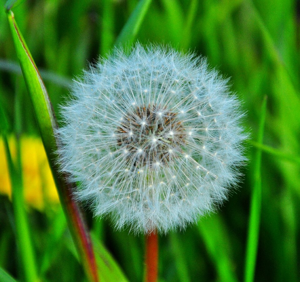 Nature blossom bloom