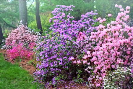 Pink nature garden photo
