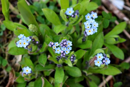 Plant garden forget me not photo