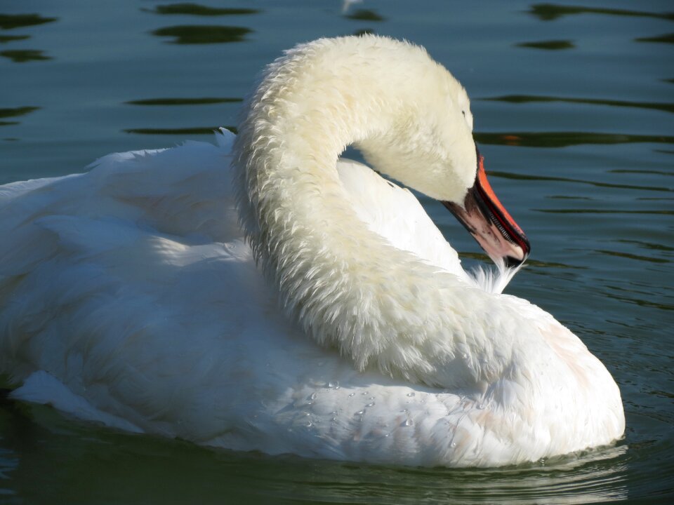 Lake plumage elegant