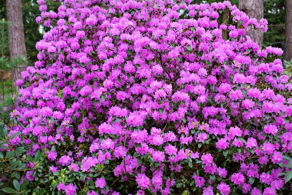 Purple pink nature garden