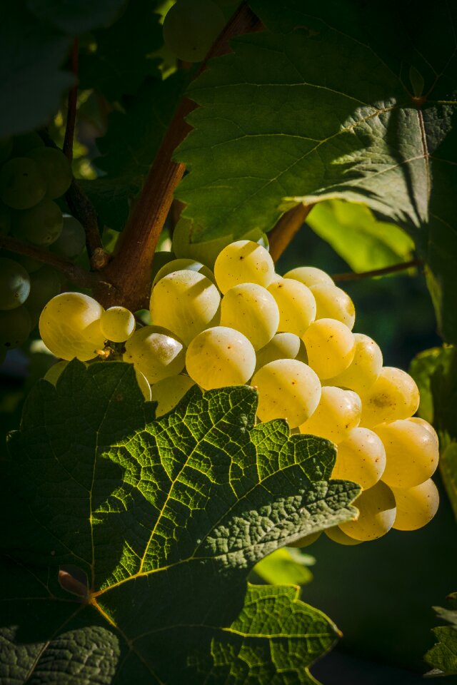 Winegrowing grapevine wine