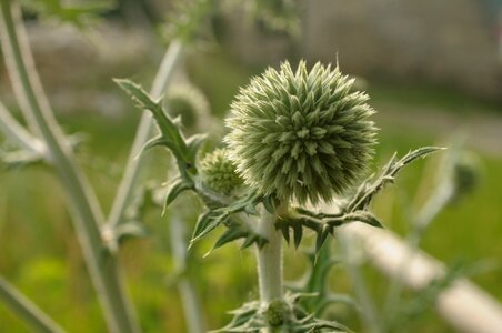 Nature bud flower
