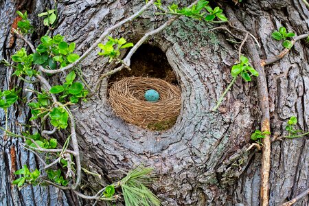 Bird egg spring tree trunk photo