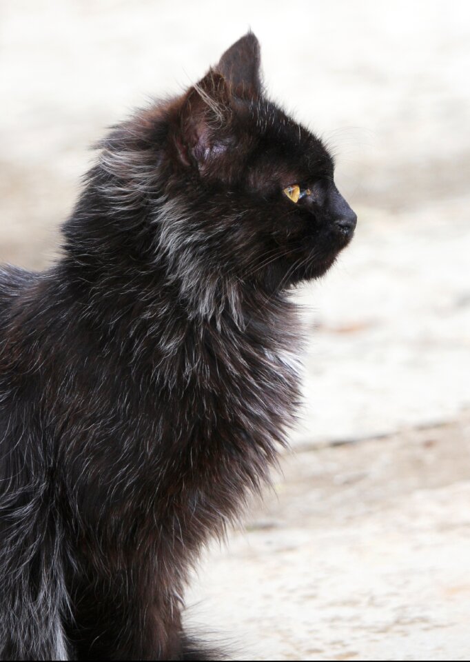 Pet fur mammal
