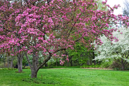 Spring background spring backgrounds flowering tree photo