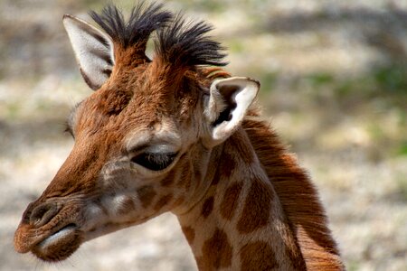 Animal world nature animal