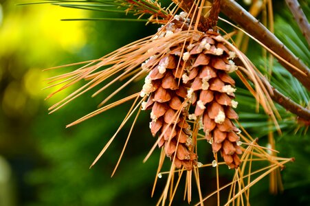 Seeds needles conifer