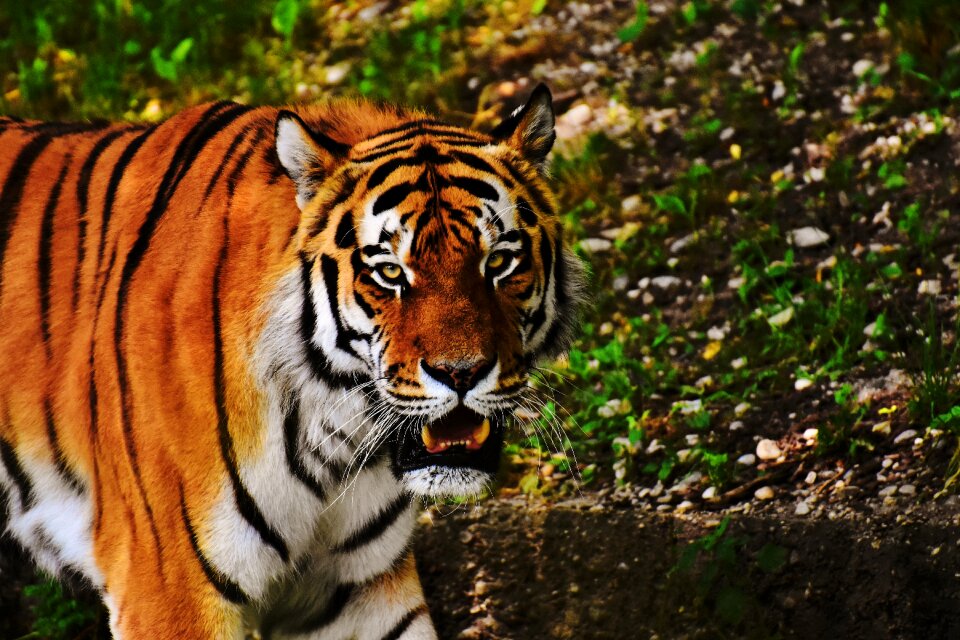 Wildcat dangerous zoo