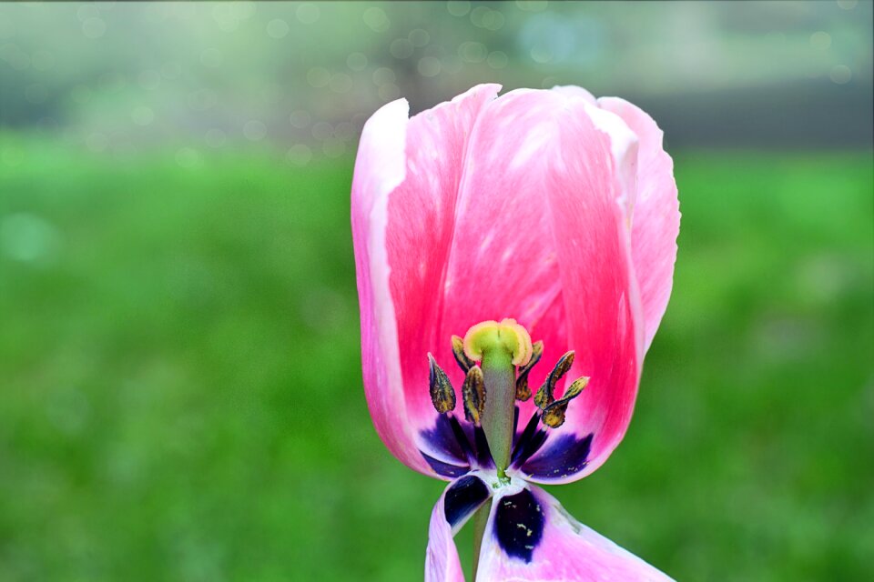 Spring bloom blossom
