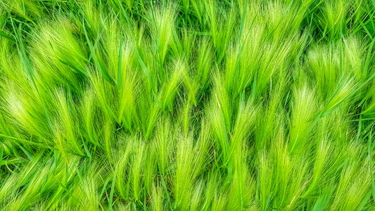 Nature juicy in the summer of