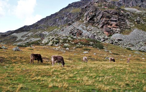 Meadow mood animals