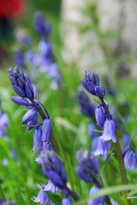 Bluebells flowers wildflowers photo