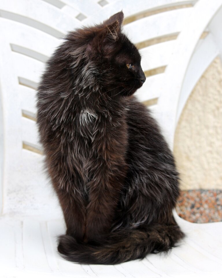 Pet fur mammal