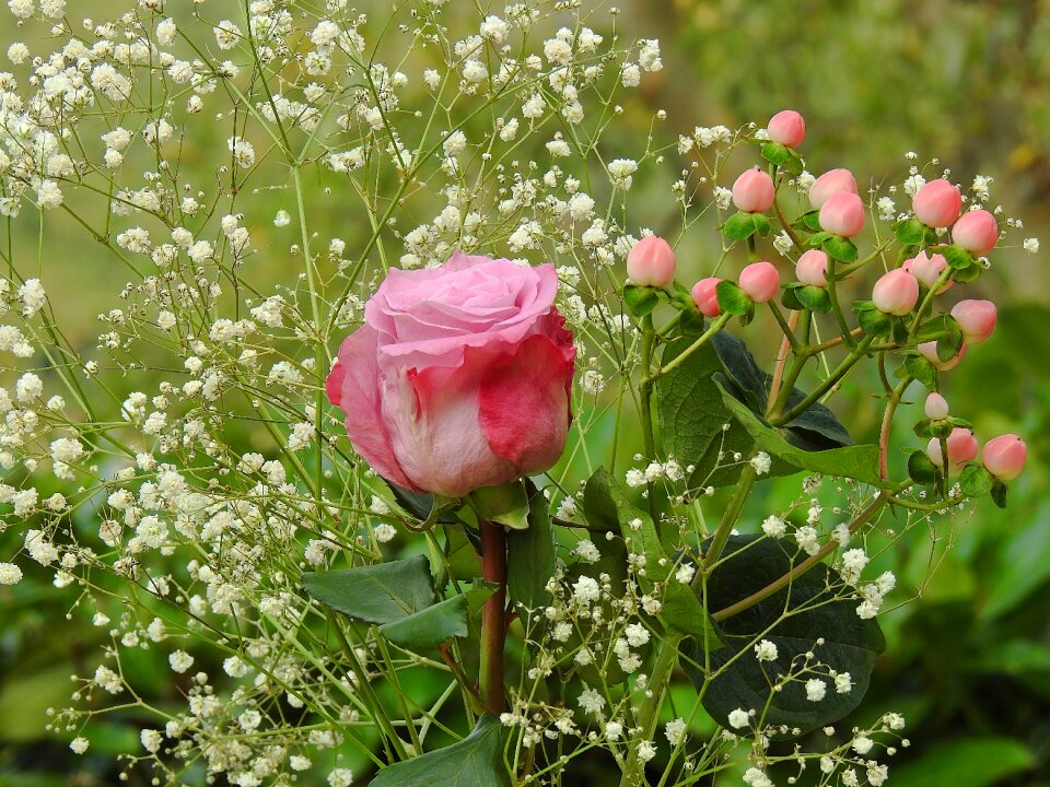 Gypsophila flora flower