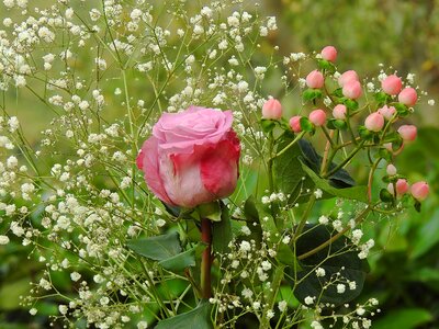 Gypsophila flora flower photo