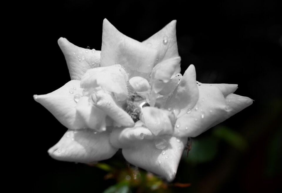 Petals plant natural