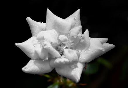 Petals plant natural photo