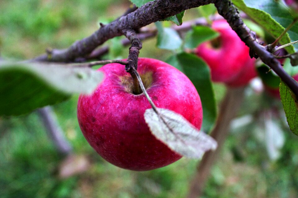 Red harvest vitamins