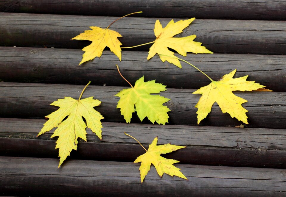 Autumn leaves plants nature