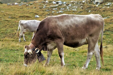 Cows animals grazing