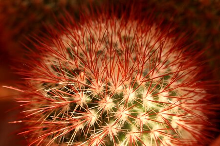 Nature plant thorns