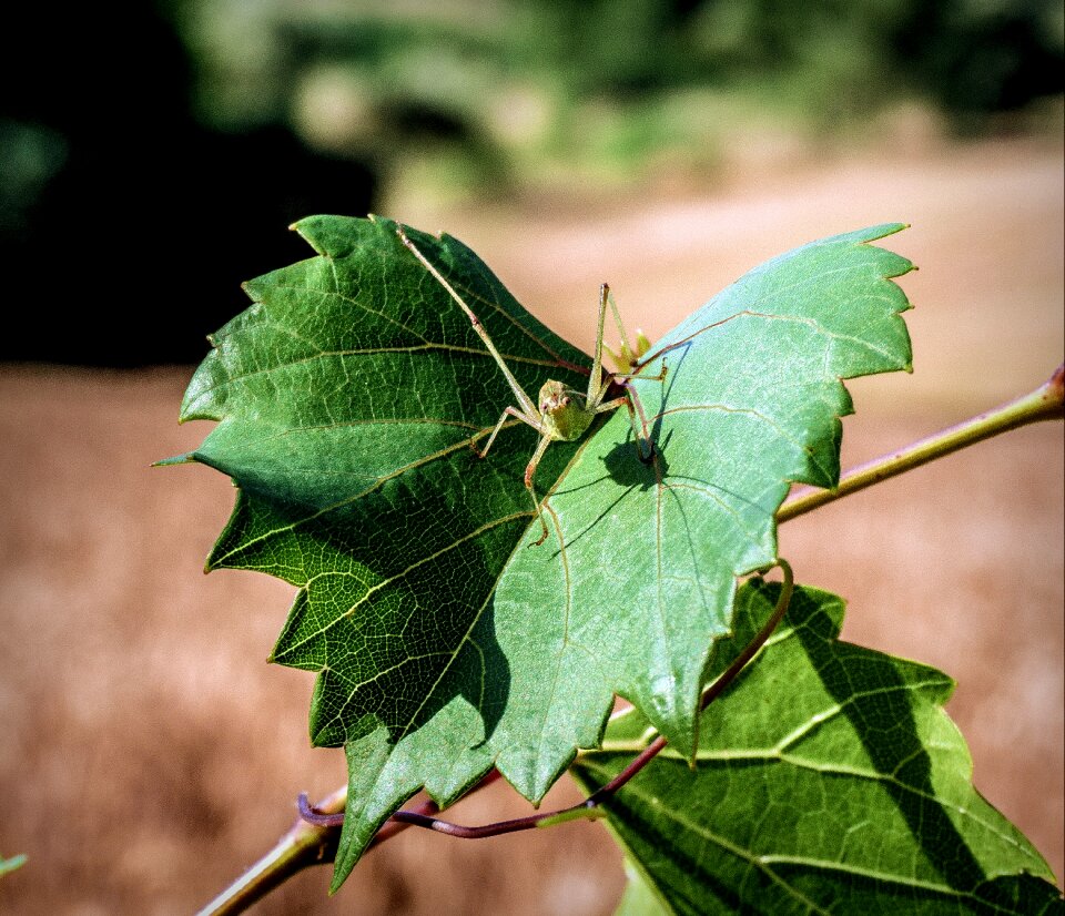 Animals green nature