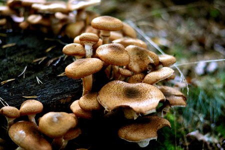 Forest autumn forest mushroom photo