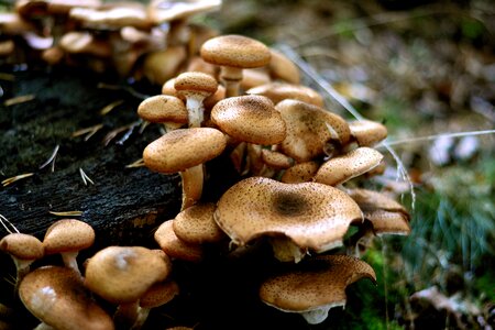 Forest autumn forest mushroom
