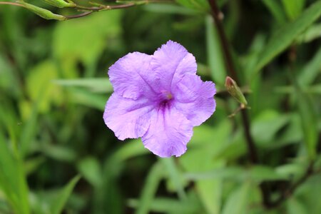 Plant violet botany photo