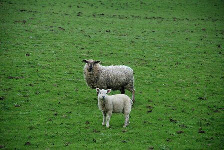 Sheep lamb field