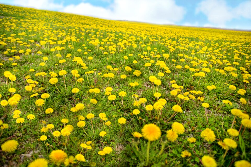 Hill meadow field