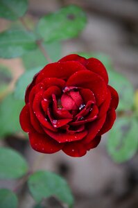 Romanticism flower autumn rose