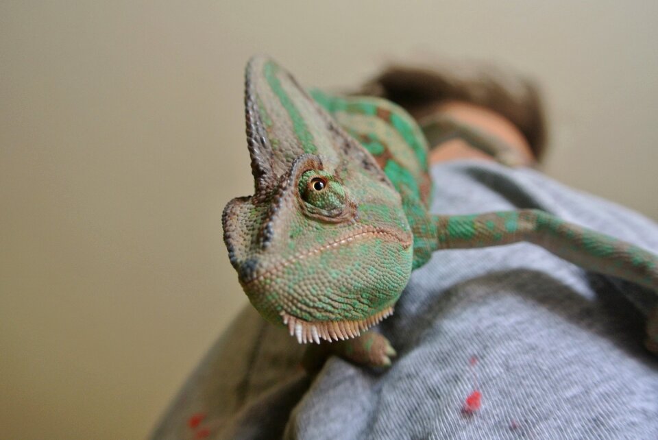 Lizard green nature
