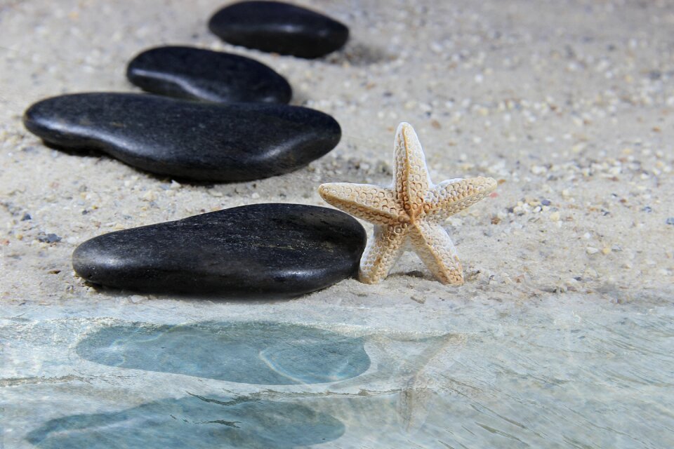 Starfish water nature